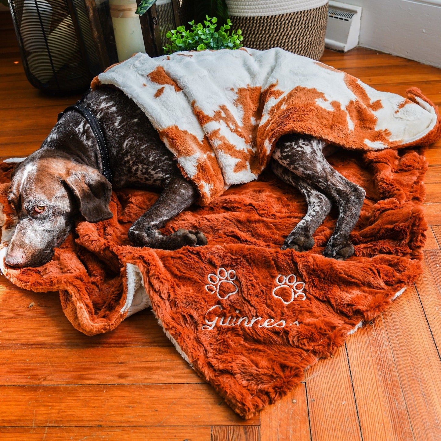 Penny Calf - Personalized Pet Blanket