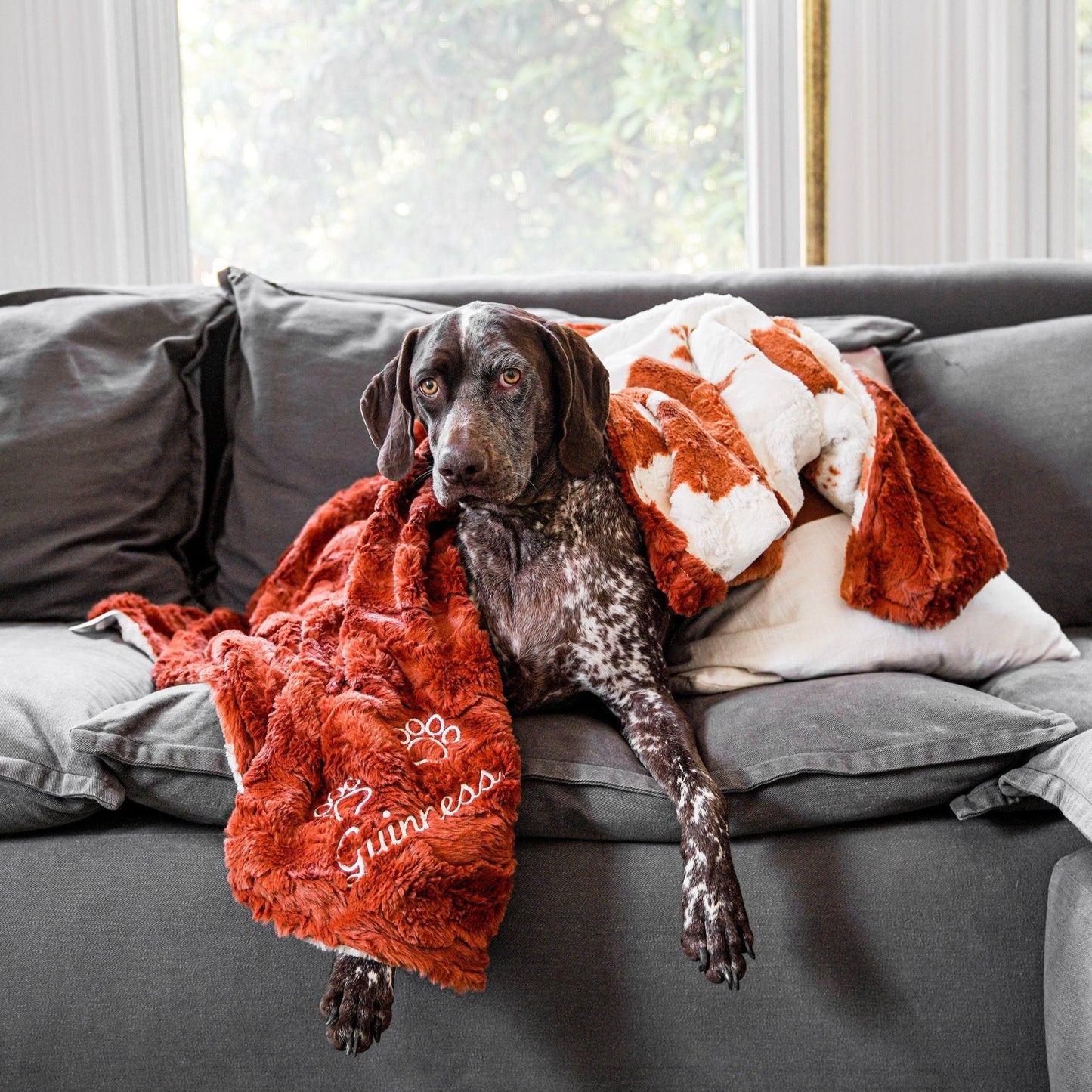 Penny Calf - Personalized Pet Blanket