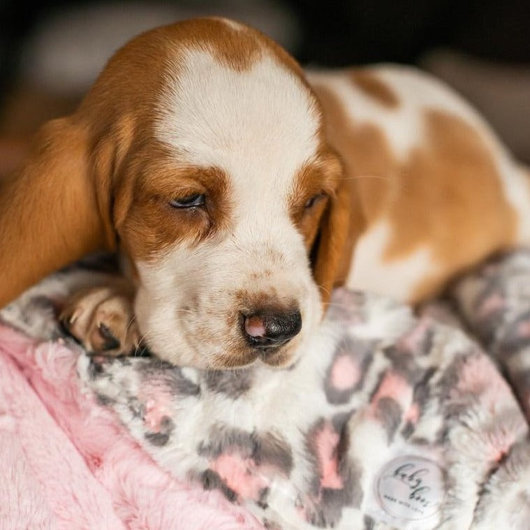 Puppy discount scent blanket